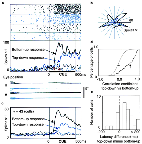 Top-down signal from prefrontal cortex in executive control of memory  retrieval