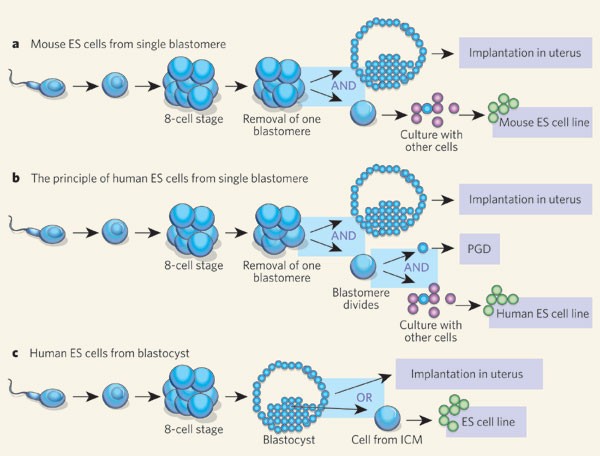 Mice cells