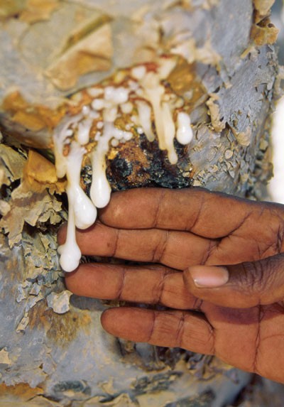 Unkind cuts for incense | Nature