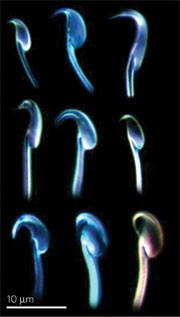 Sperm alliance | Nature