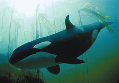 Killer in the kelp | Nature