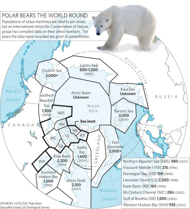 Polar bear numbers set to fall