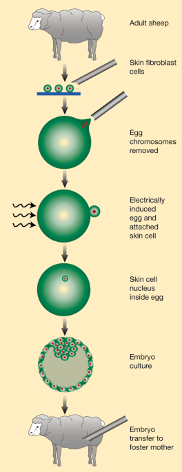 The of cloning | Nature