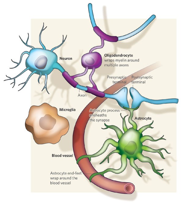 Glia — more than just brain glue
