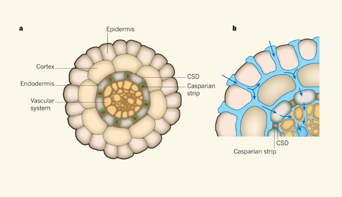 Unveiling the Casparian strip | Nature