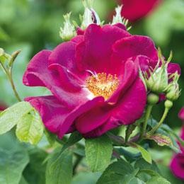 Species name spellchecker for plant taxonomy