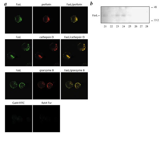 Degranulation plays an essential part in regulating cell surface expression of fas ligand in t cells and natural killer cells