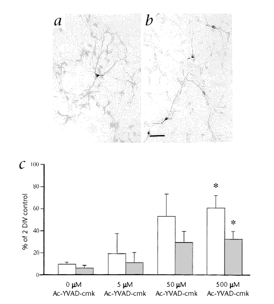 Caspase inhibition reduces apoptosis and increases survival of nigral transplants