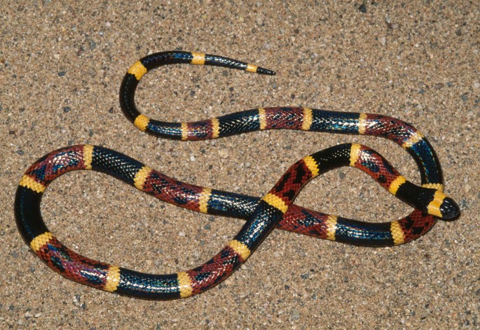 pics Texas Coral Snake Pictures nature