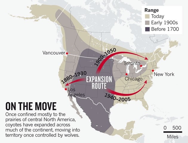 Rise of the coyote: The new top dog | Nature