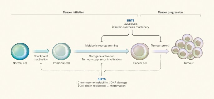 Metabolism in 'the driver's seat