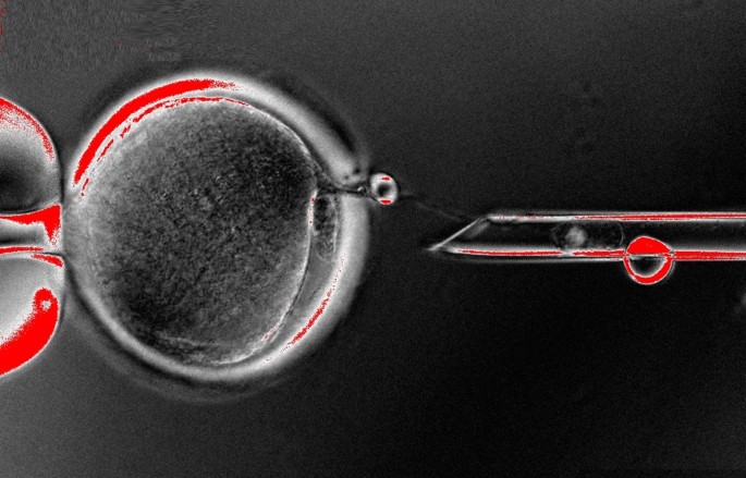 Human stem cells created by cloning | Nature