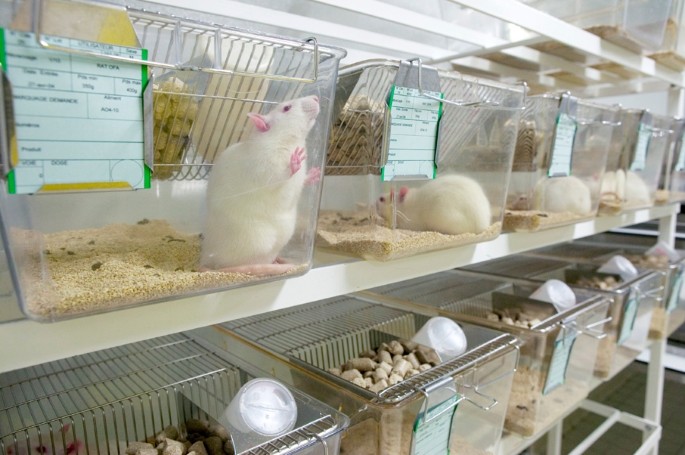 Best way to kill lab animals sought | Nature Best way to kill lab animals sought | Nature