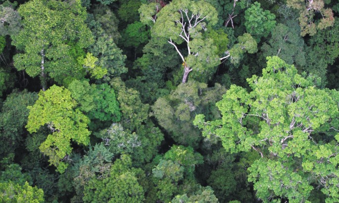 Counting trees in the Amazon | Nature