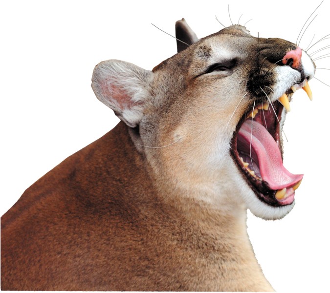 Florida panthers keep their heads