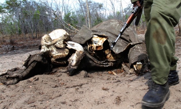 Nations fight back on ivory | Nature