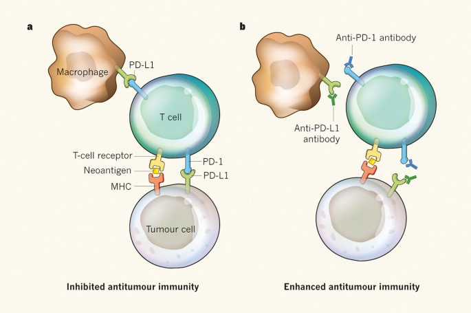 Antitumour immunity gets a boost