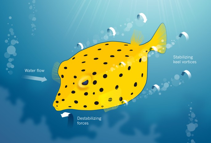 box fish aerodynamic From Boxfish to Cars Body Shape Influences Stability and