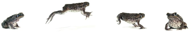Traps target tricky toads | Nature