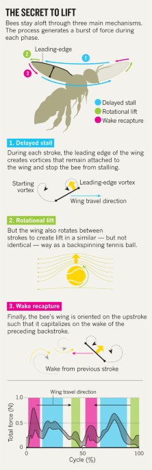 Maths explains how bees can stay airborne with such tiny wings