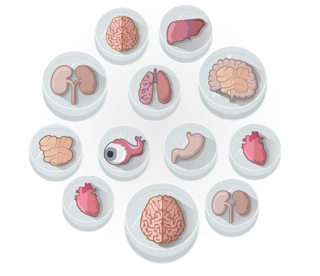 The boom in mini stomachs, brains, breasts, kidneys and more