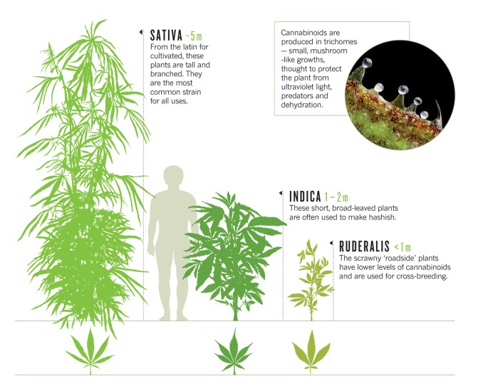 The cannabis crop