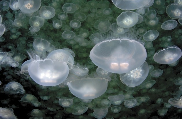 The Secret Lives Of Jellyfish Nature