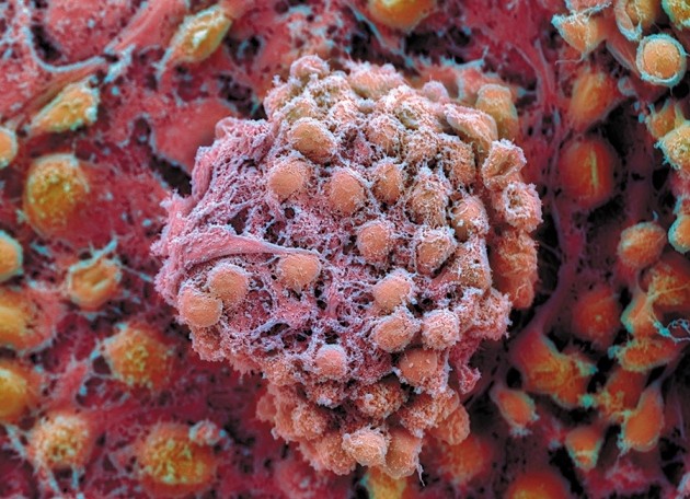 Policy: global standards for stem-cell research