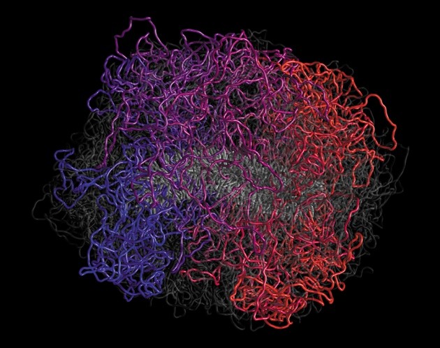 Как выглядит днк под микроскопом DNA's secret weapon against knots and tangles Nature