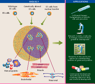 Human embryonic stem cells: The future is now