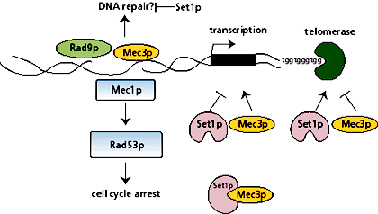 Forever hopeful relations: chromatin, telomeres and checkpoints