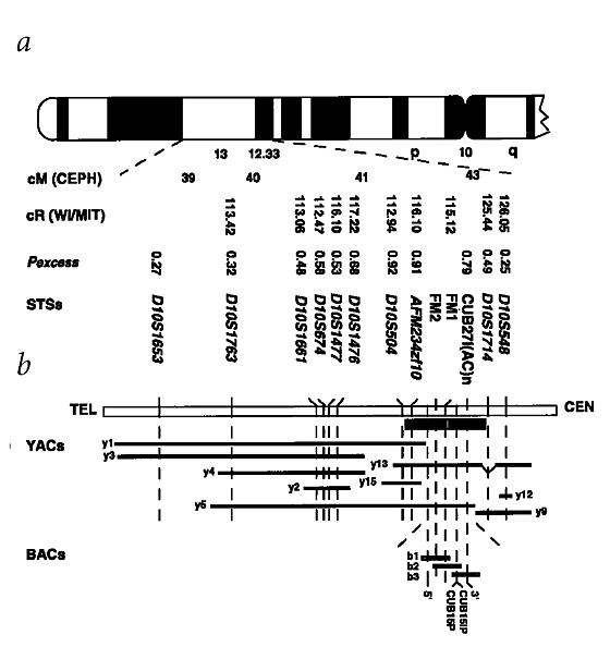 Mutations In Cubn Encoding The Intrinsic Factor Vitamin B 12 Receptor Cubilin Cause Hereditary Megaloblastic Anaemia 1 Nature Genetics