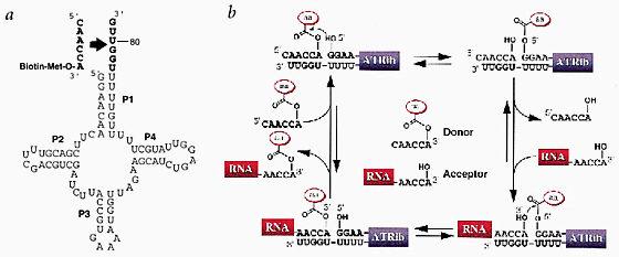 ribozyme function