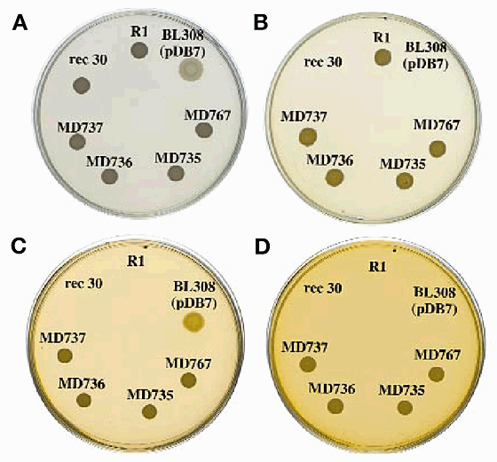 Deinococcus radiodurans Bacteria dish by trilobiteglassworks on