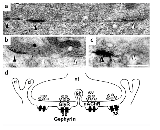 Receptors with opposing functions are in postsynaptic microdomains under one presynaptic terminal