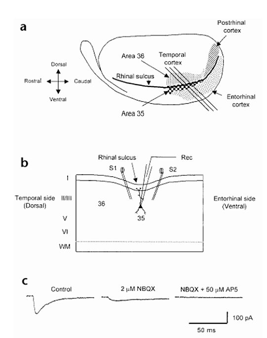 Synaptic Plasticity Learning and Memory in Perirhinal Cortex