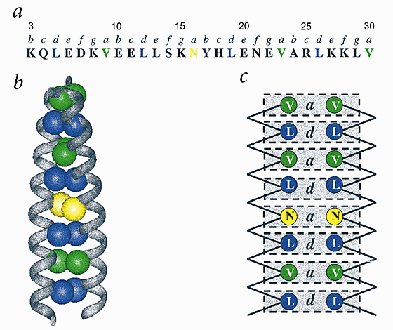 Understanding membrane protein structure by design | Nature Structural & Molecular Biology
