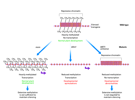 Silencing Morpheus Awakens Transgenes Nature Biotechnology Silencing Morpheus Awakens Transgenes Nature Biotechnology