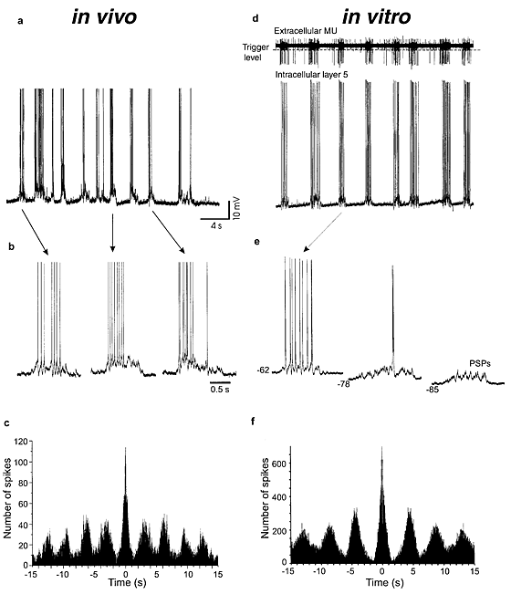 Cellular And Network Mechanisms Of Rhythmic Recurrent Activity In Neocortex Nature Neuroscience