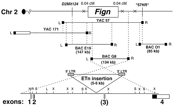 The Mouse Fidgetin Gene Defines A New Role For Aaa Family Proteins In Mammalian Development Nature Genetics