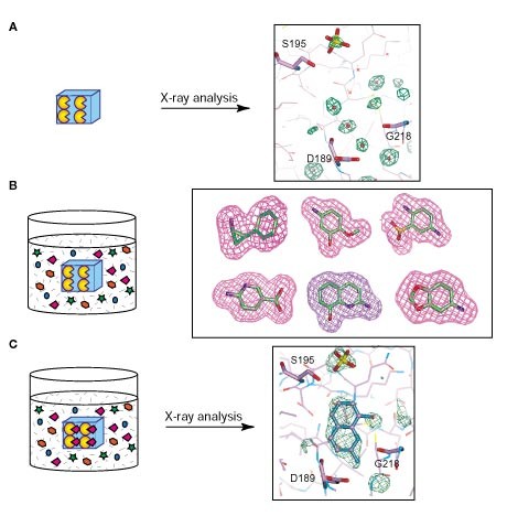 Discovering novel ligands for macromolecules using x-ray crystallographic screening