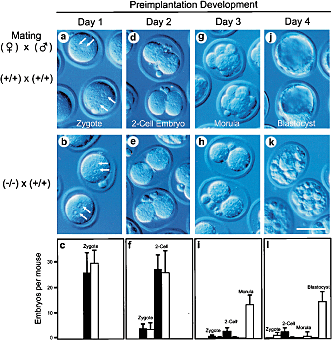 Mater A Maternal Effect Gene Required For Early Embryonic Development In Mice Nature Genetics