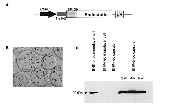 Continuous release of endostatin from microencapsulated engineered cells for tumor therapy