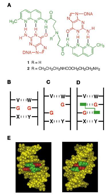 Scanning of guanine–guanine mismatches in DNA by synthetic ligands using surface plasmon resonance