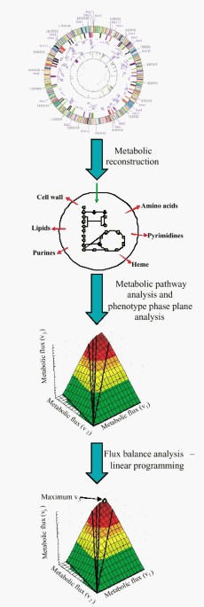 In silico predictions of escherichia coli metabolic capabilities are consistent with experimental data
