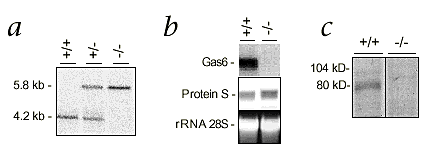 Deficiency or inhibition of Gas6 causes platelet dysfunction and protects mice against thrombosis