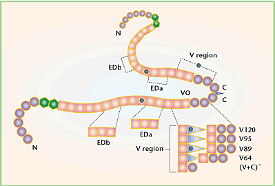 A Role For Fibronectin In Self-Repair After Ischemic Injury.