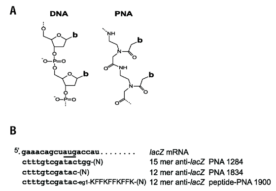 Bactericidal antisense effects of peptide–PNA conjugates | Nature  Biotechnology