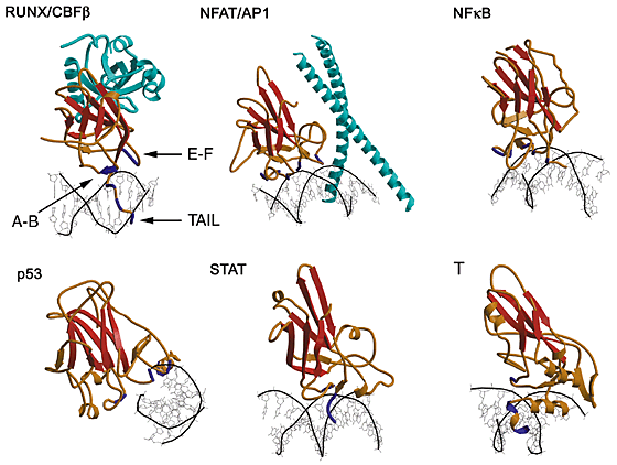 Dna Binding By Ig Fold Proteins Nature Structural Molecular Biology