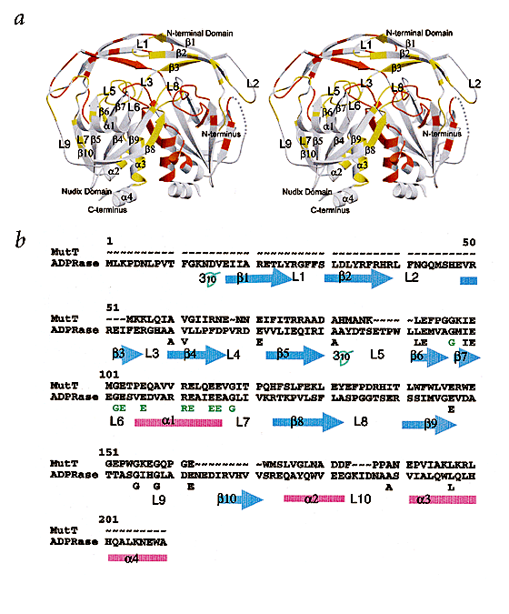 The structure of adp-ribose pyrophosphatase reveals the structural basis for the versatility of the nudix family